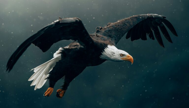 Supervision: Adlerperspektive