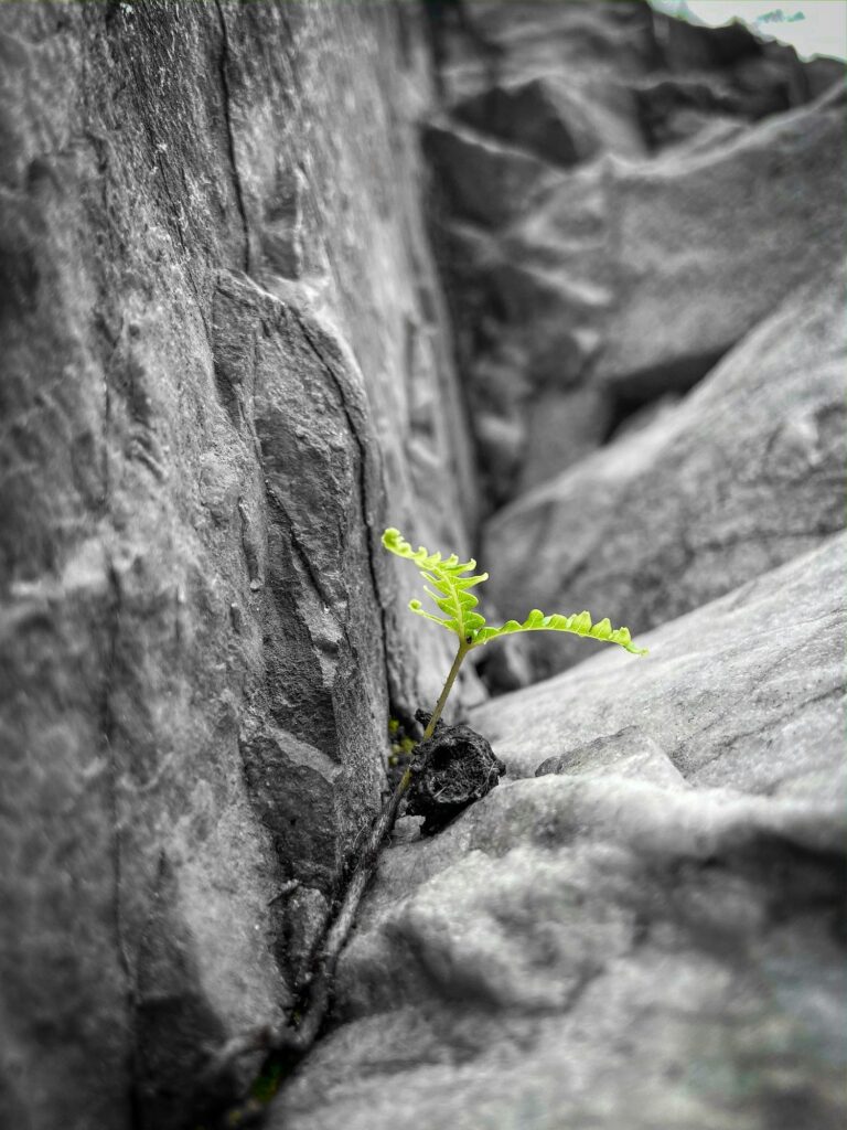 Resilienz: In widrigsten Umgebungen wachsen_Coaching Flensburg