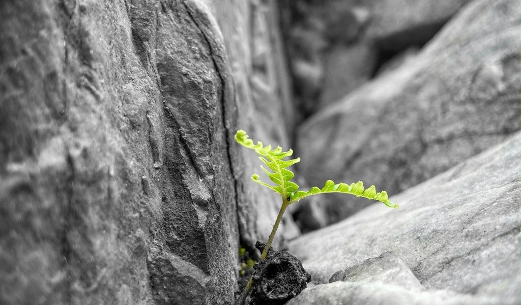 Resilienz: In widrigsten Umgebungen wachsen_Coaching Flensburg