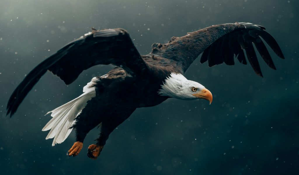 Supervision: Adlerperspektive